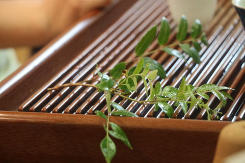 桑植茶香飄四海，鄉村發展譜新篇