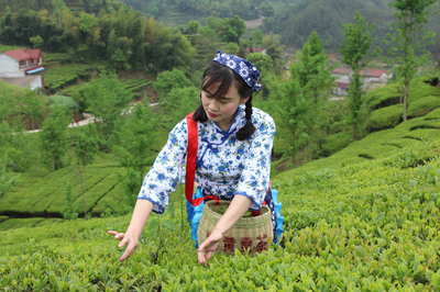 湖北金雷茶葉公司 英山云霧茶，源自“森”呼吸的自然饋贈